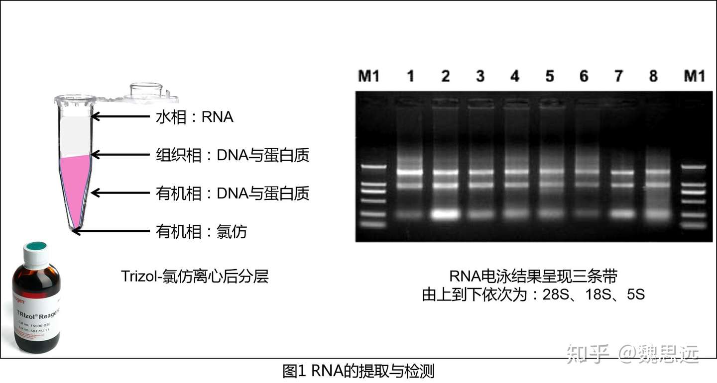 分子 荧光定量pcr 一 知乎