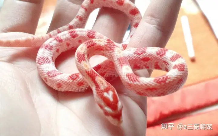 适合小白饲养的小型宠物蛇有哪些 知乎