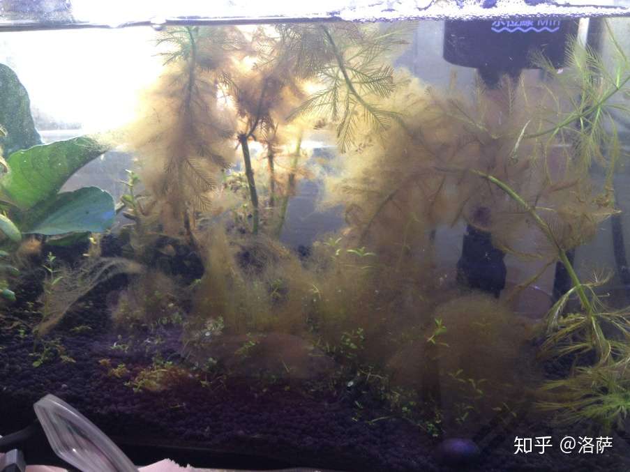 鱼缸的常见藻类有哪些 怎么清理 知乎