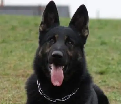 每日一犬比利时特伏丹犬