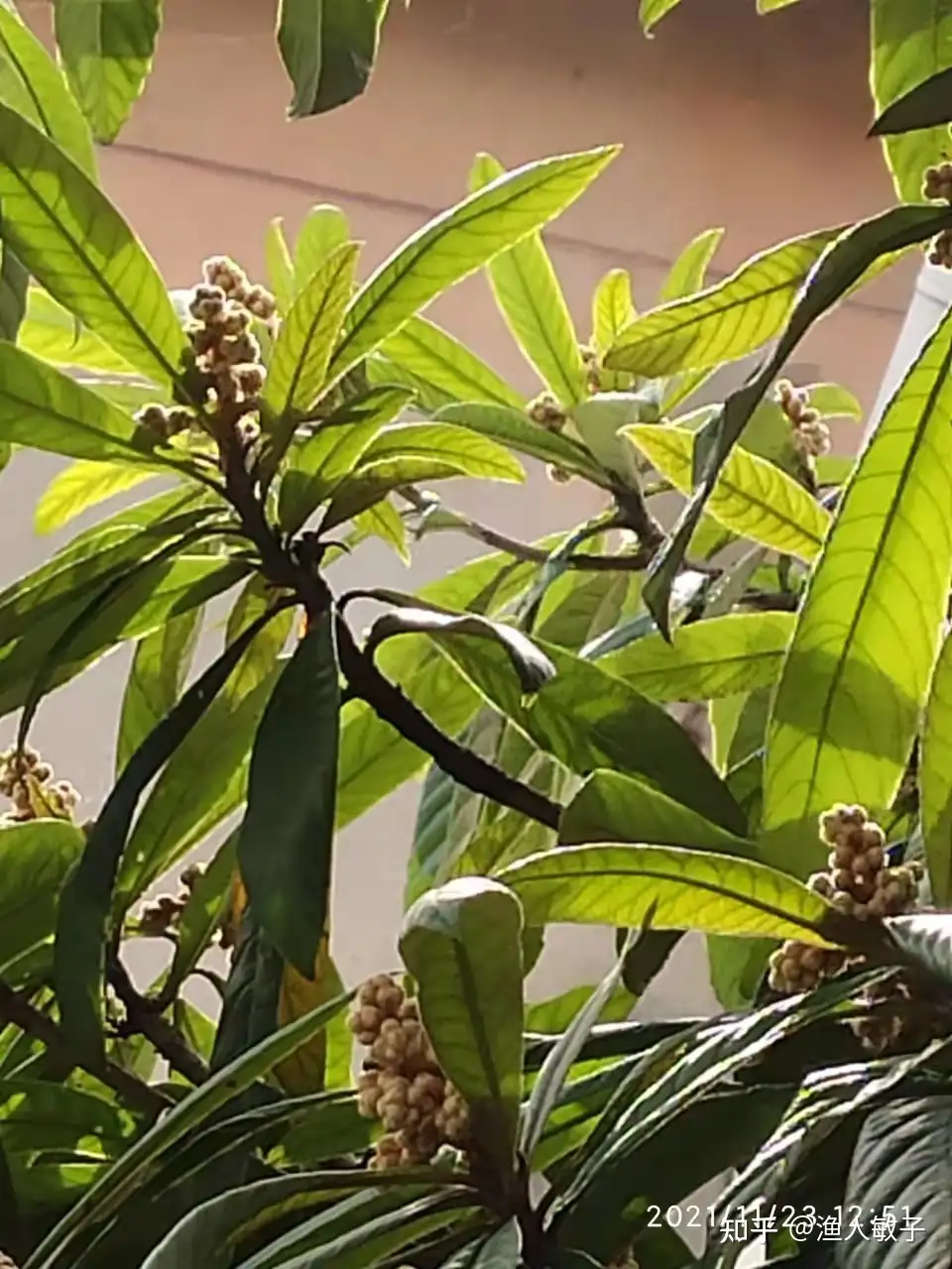枇杷花儿开 知乎 枇杷花儿开 知乎
