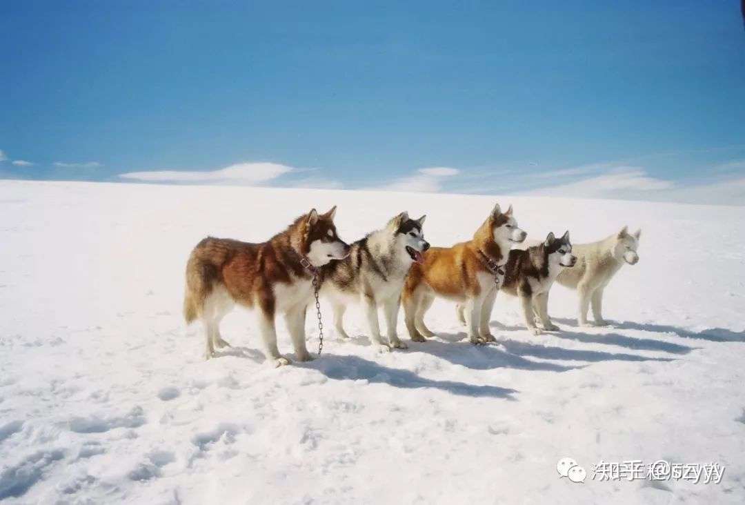 电影分享 南极大冒险eight Below 知乎