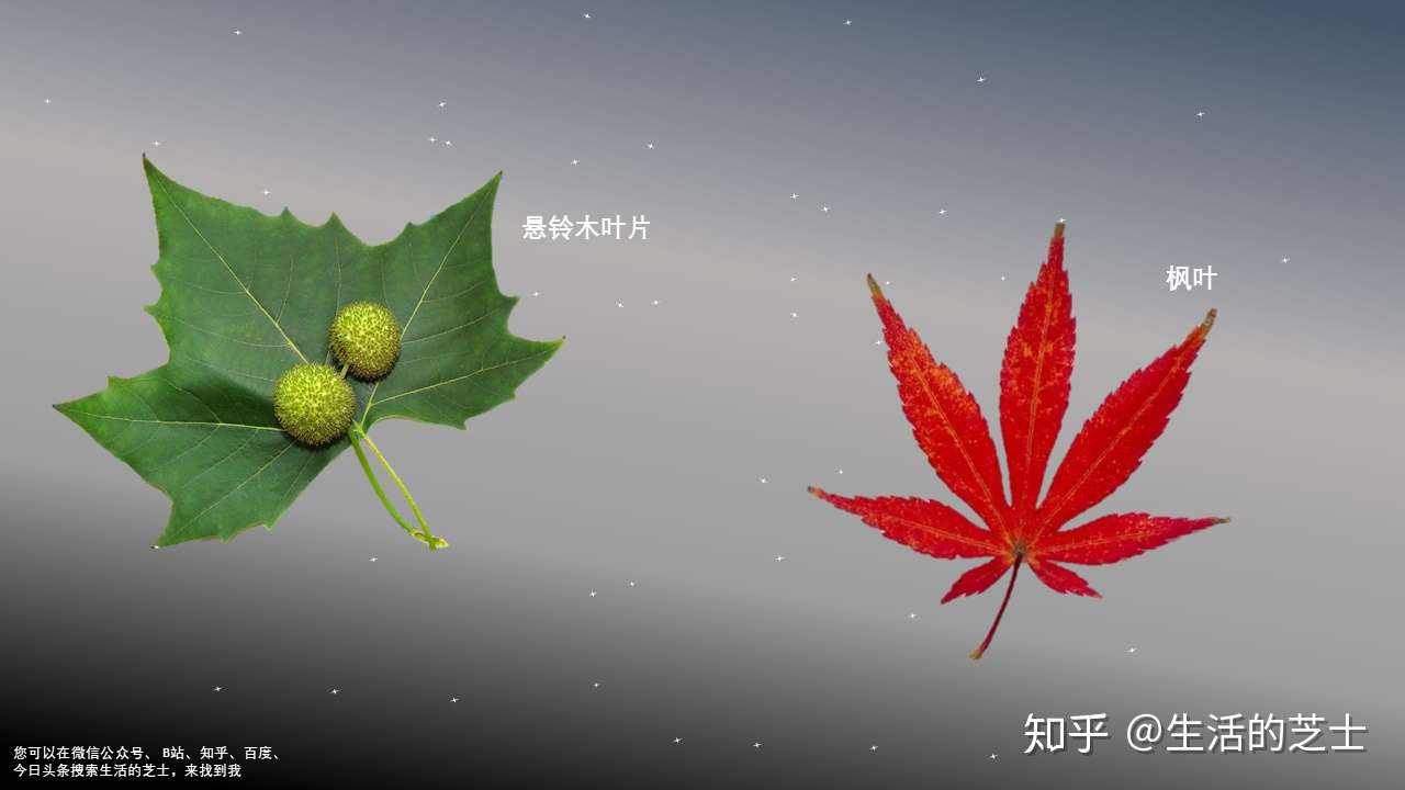 植物叶片的颜色之谜 知乎