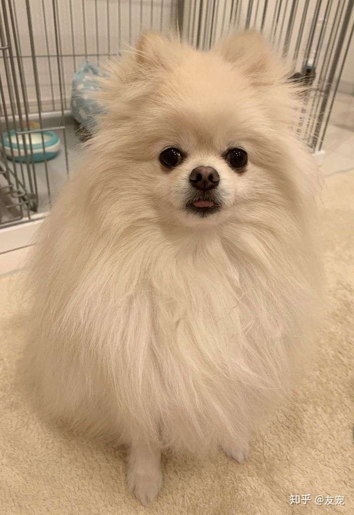 最潮狗狗博美犬我绿了也更潮了