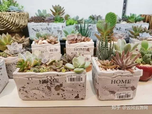 游记 香港有条花墟道 知乎