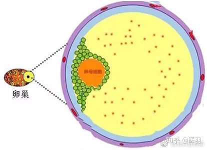 试管重中之重 卵子 披实专家全方面为您硬核科普 知乎