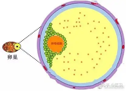 试管重中之重——卵子！披实专家全方面为您硬核科普- 知乎