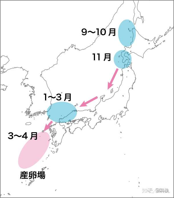 鰤鱼 新年到了 我想吃鰤鱼 馅儿的饺子了 知乎