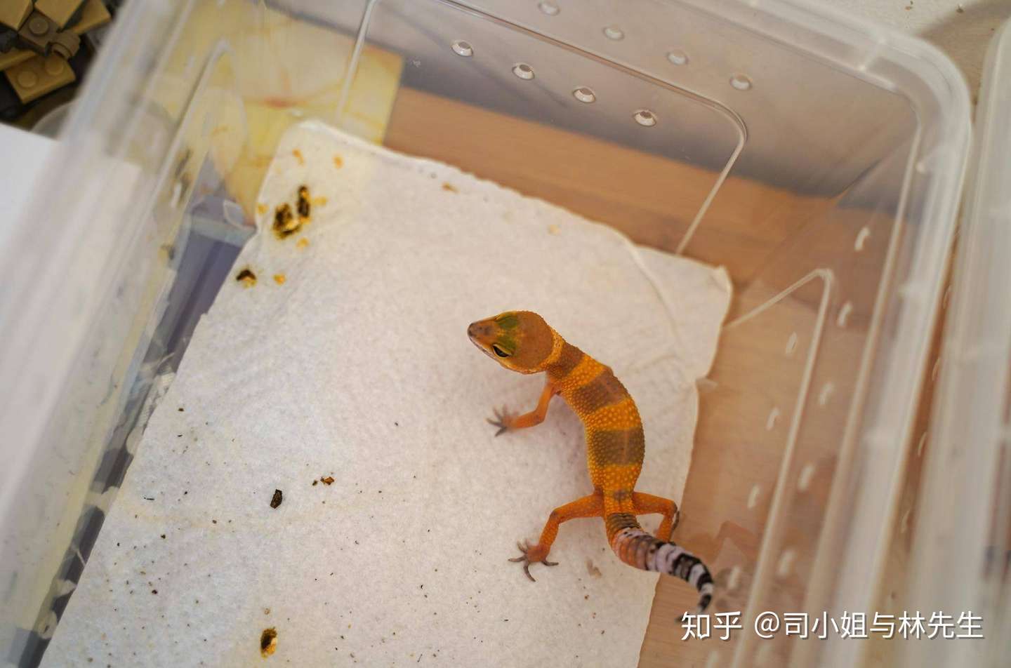 如何饲养一只豹纹守宫 爬宠爱好入门 中集 知乎