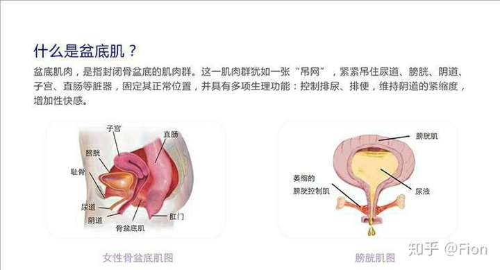 有效帮你加强盆底肌避免尿失禁找回xing福