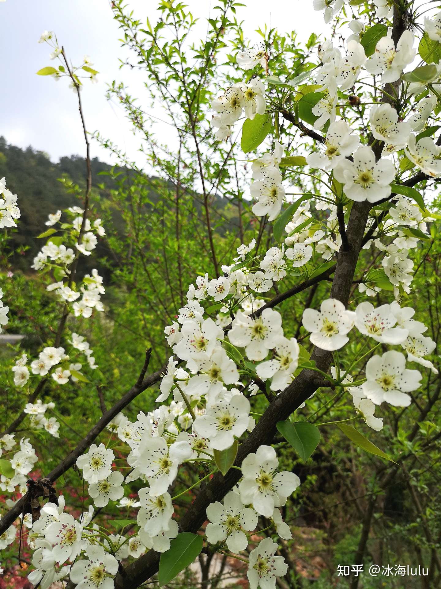 赏梨花 知乎