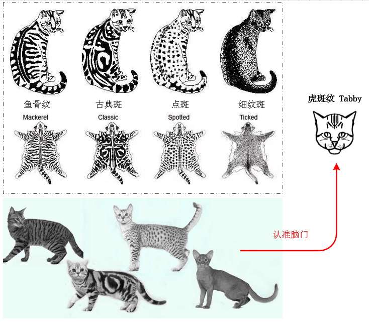 猫咪花色分类及遗传大全 知乎