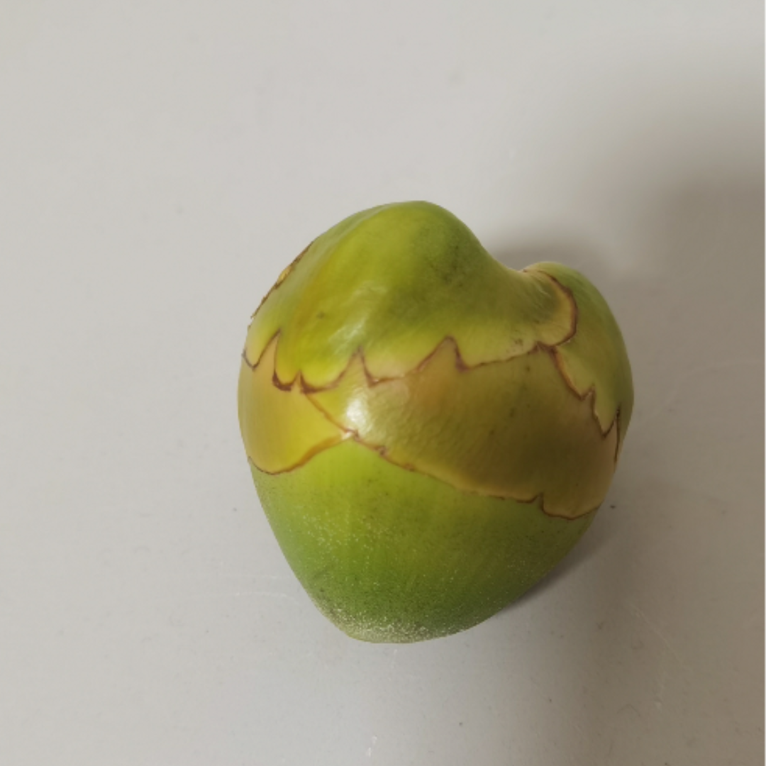 风提 的想法: 忘了公布答案了,这是椰子小时候 - 知乎