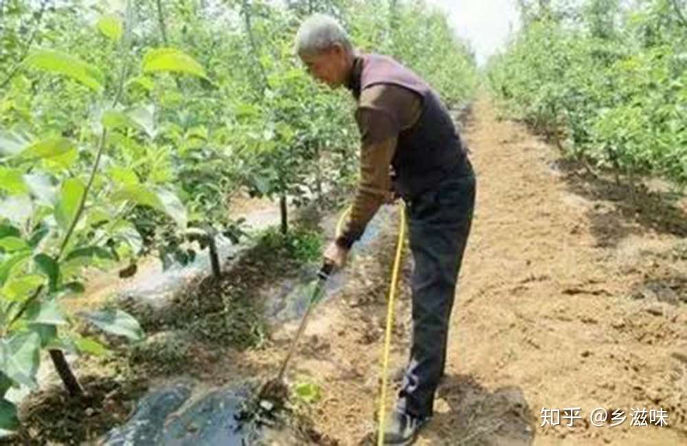 为啥不能用自来水浇花种菜 用好这两招 浇花浇菜可无忧 知乎