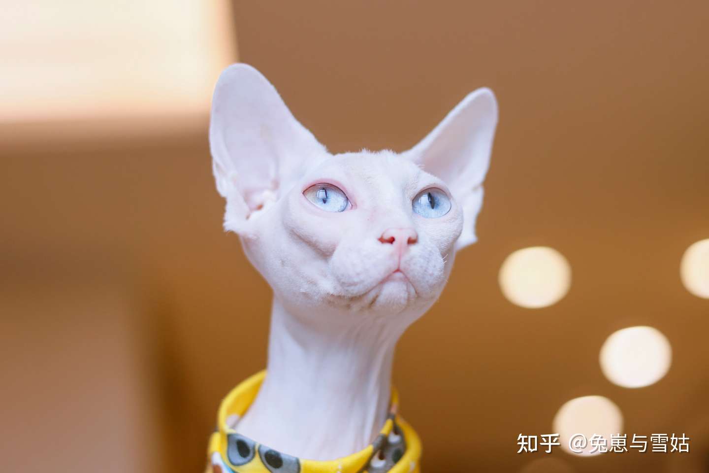 猫奴必看 中外猫咪品种大全 附精美剧照 知乎