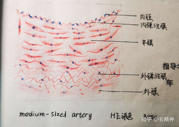 组胚实验红蓝铅笔手绘图