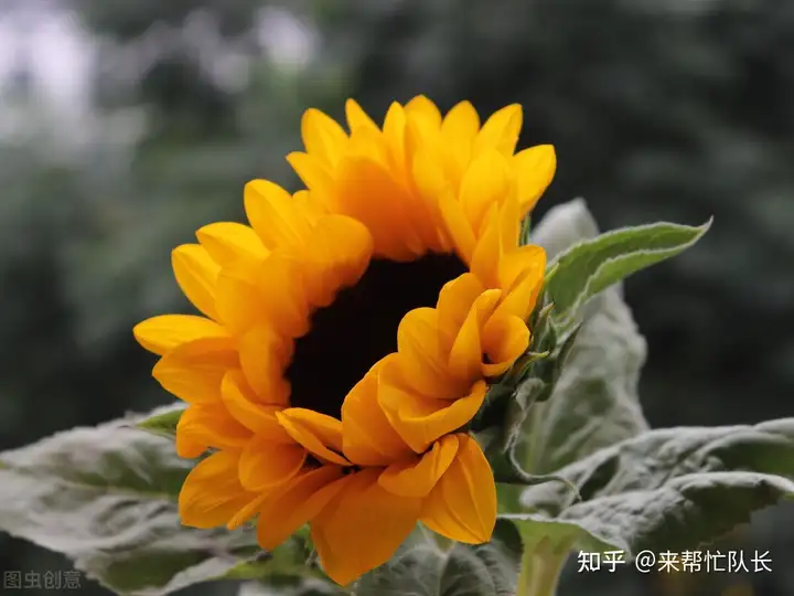 夏至养生怎样吃？夏季养阳，重在“养心”！