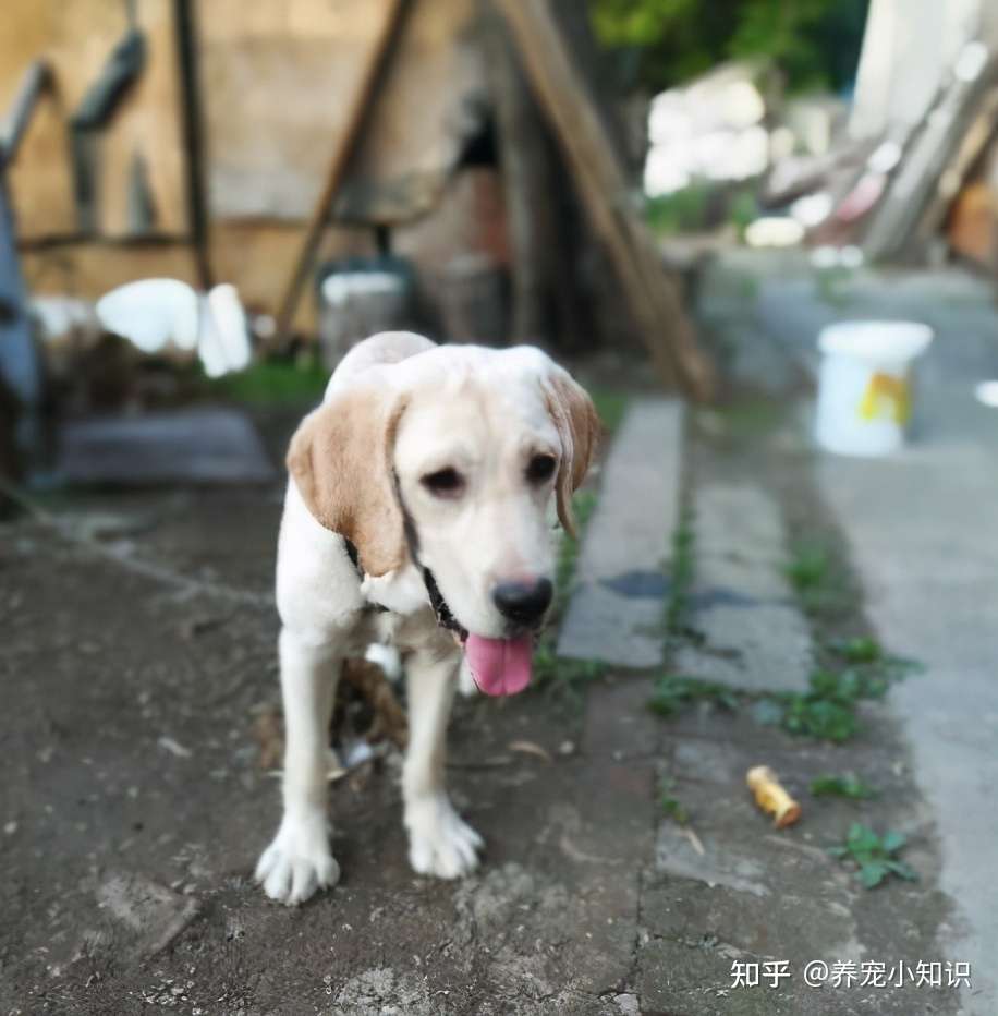 拉布拉多爱翻垃圾桶 你可别怪它 先自己反省一下 知乎