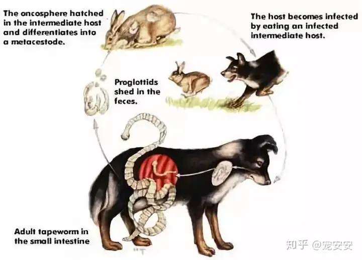 人宠啥意思（养宠必看｜人宠易共患的10种疾病 专家教您了解预防）