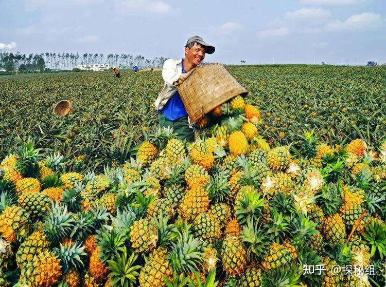 叫停台湾凤梨后 徐闻人笑开了花 我们有 菠萝的海 知乎