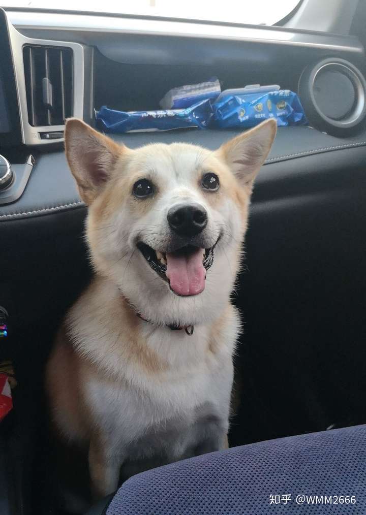 串串狗的颜值可以多高?