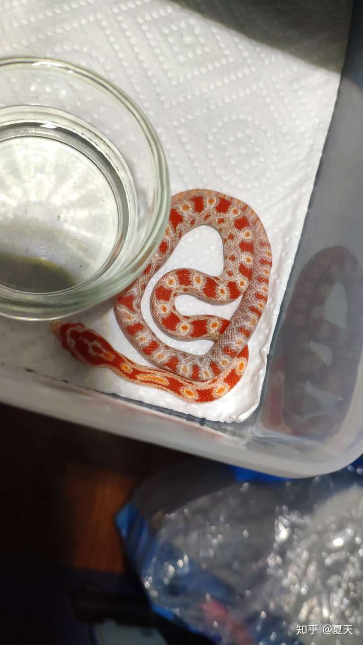 有哪些适合饲养的蛇 知乎