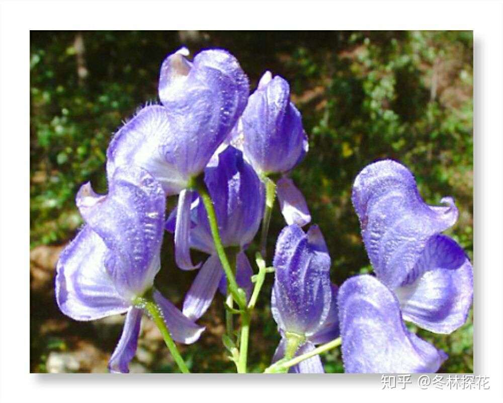 5月19日的生辰花 附子花 知乎