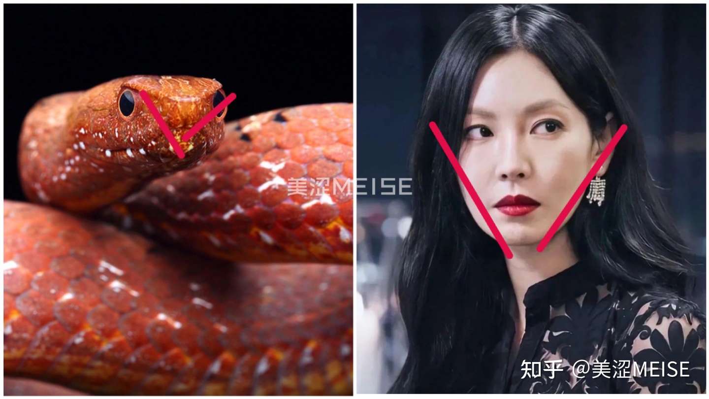 猫系脸 更受欢迎 蛇系脸 更高级 测测你是哪种动物脸 知乎 猫系脸 更受欢迎 蛇系脸 更高级 测测你是哪种动物脸 知乎