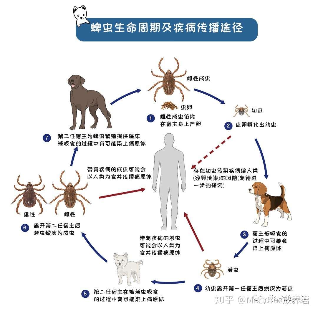 科普 狗狗蜱虫二三事 知乎