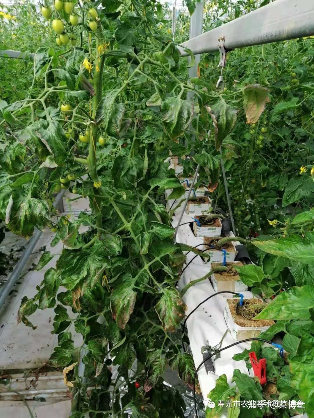 荷兰无土栽培是个 坑 寿光轻简化无土栽培超越荷兰 开启中国无土栽培新时代 上 知乎