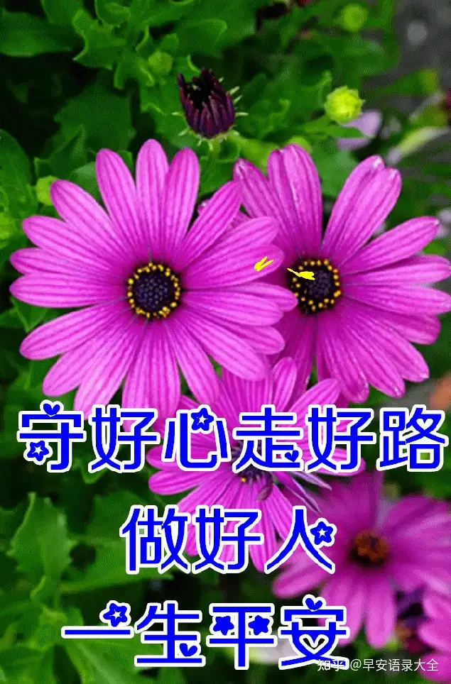 8张最新漂亮早上好图片鲜花带字带祝福语 2022最美春日早安问候祝福鲜花图片带字温馨