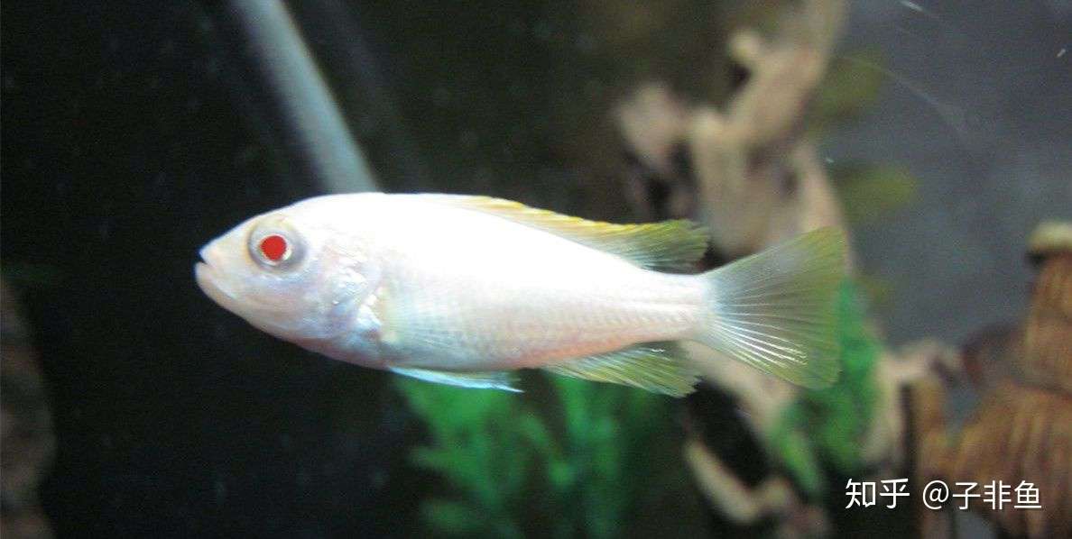 三湖慈鲷鱼缸开缸指南 知乎