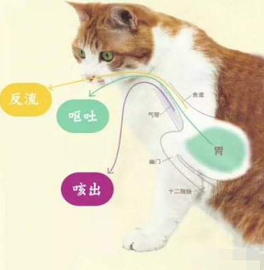 猫咪健康管理 先学会猫咪呕吐分类 知乎