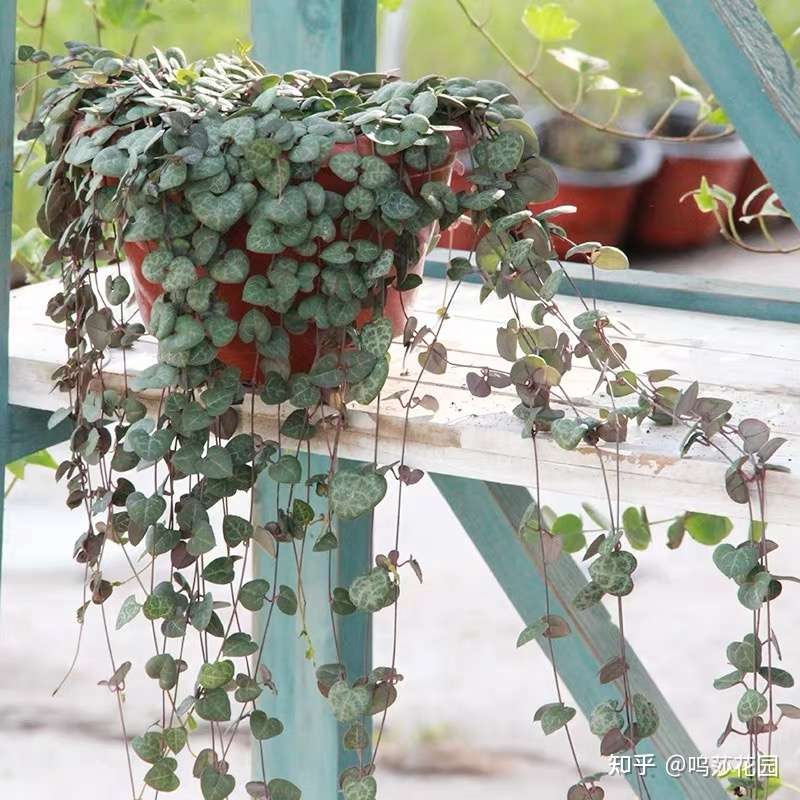 想知道心叶多肉爱之蔓的那点事吗 看这个就够了 知乎