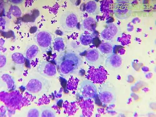 狗狗会传染的性病肿瘤 Tvt 知乎