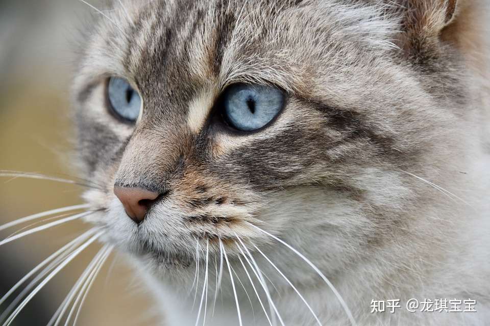 看奇发现，这三种慢性疾病，你家猫很有可能会中招- 知乎