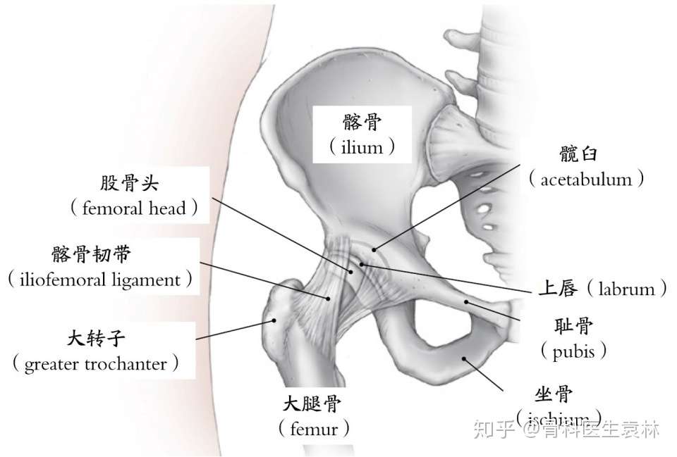 髋关节滑膜炎的症状 髋关节滑膜炎要注意什么 知乎