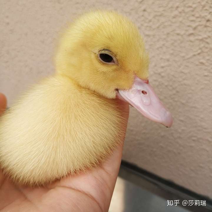 小鸭子不知道吃了什么东西好像卡住了嘴有时候闭不上一张一合的还疯狂