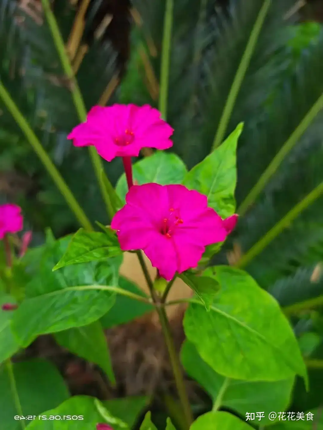 回顾一下六月花况 知乎