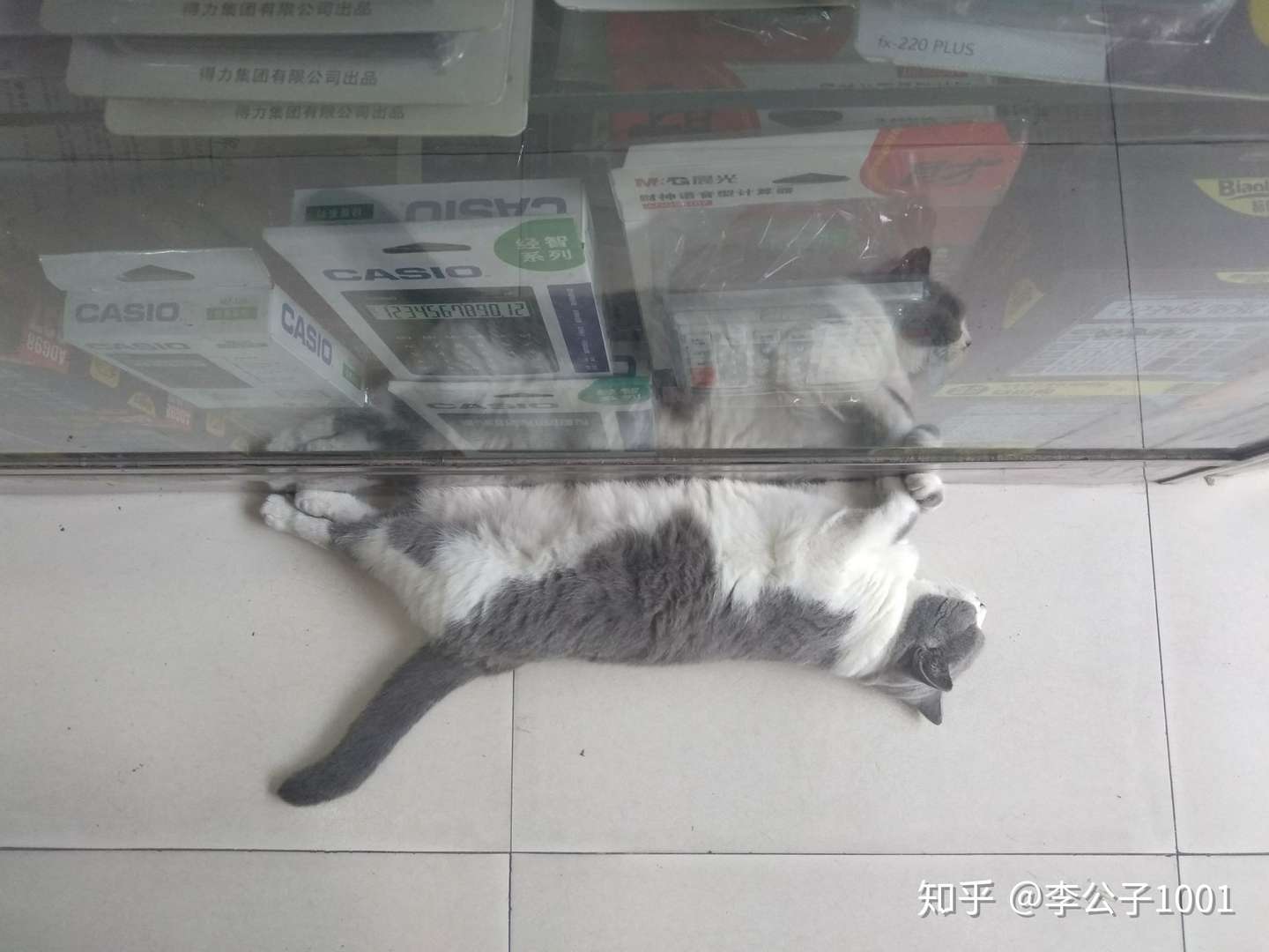 真人招财猫 知乎