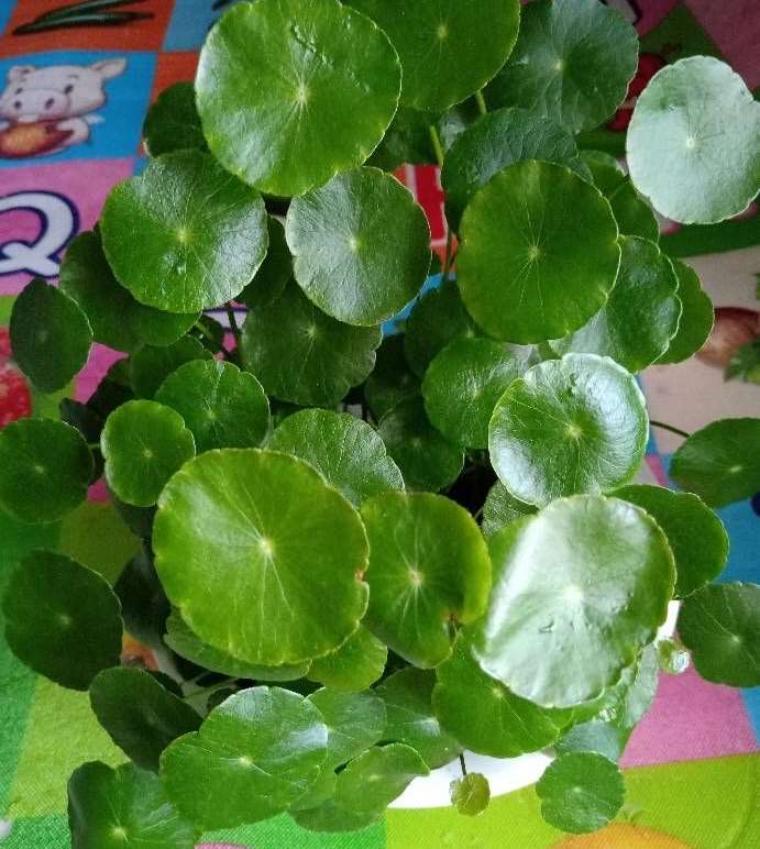 铜钱草用什么方法养最好(秋季养铜钱草有什么细节)插图(4) 铜钱草用什么方法养最好(秋季养铜钱草有什么细节)插图(4)