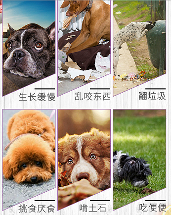 并不是所有犬乱舔乱吃东西就是患有异食癖 判断狗狗是否患有异食癖85 的铲屎官都不知道的技巧 知乎