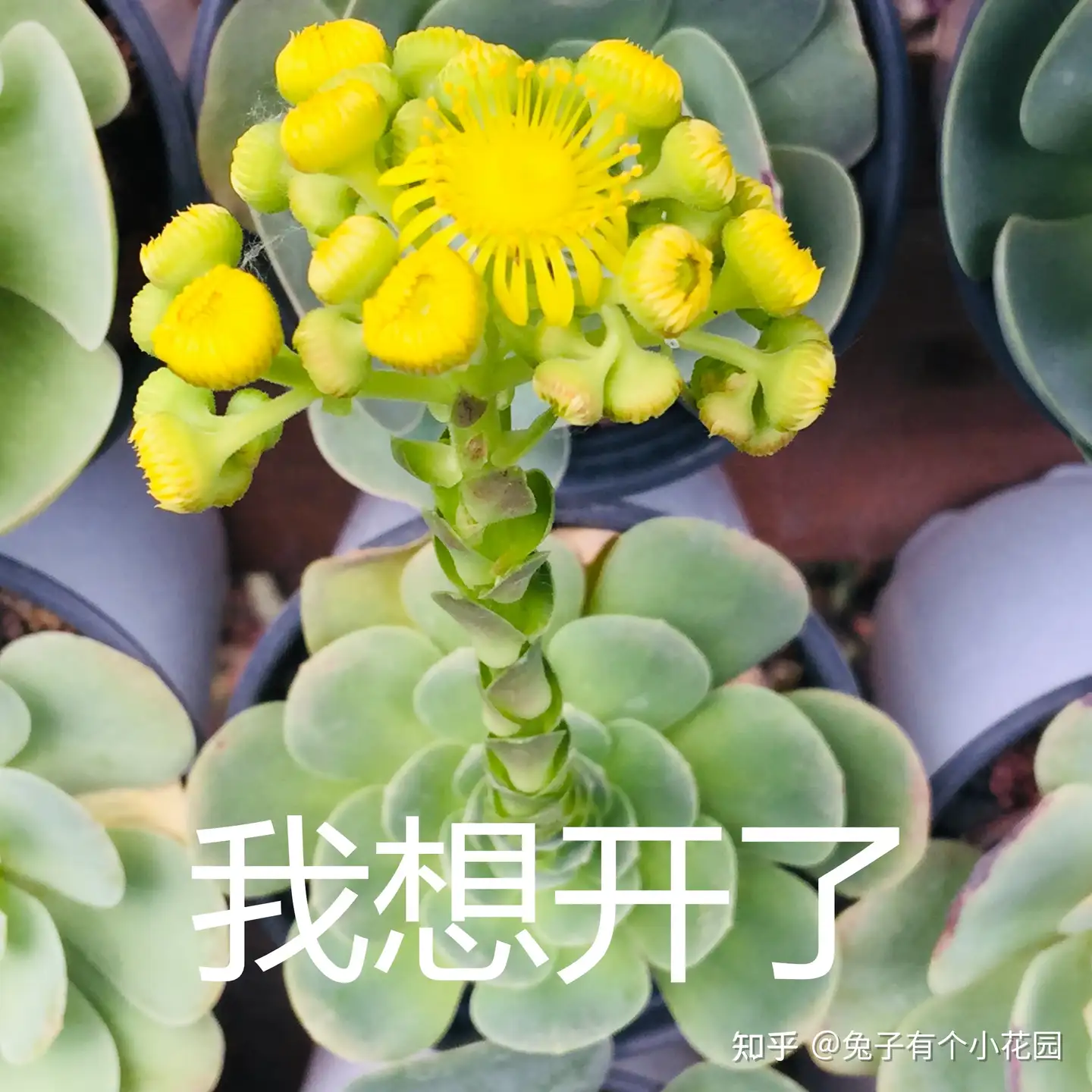 多肉植物开花什么样 有的惊艳时光 有的耗尽生命 知乎