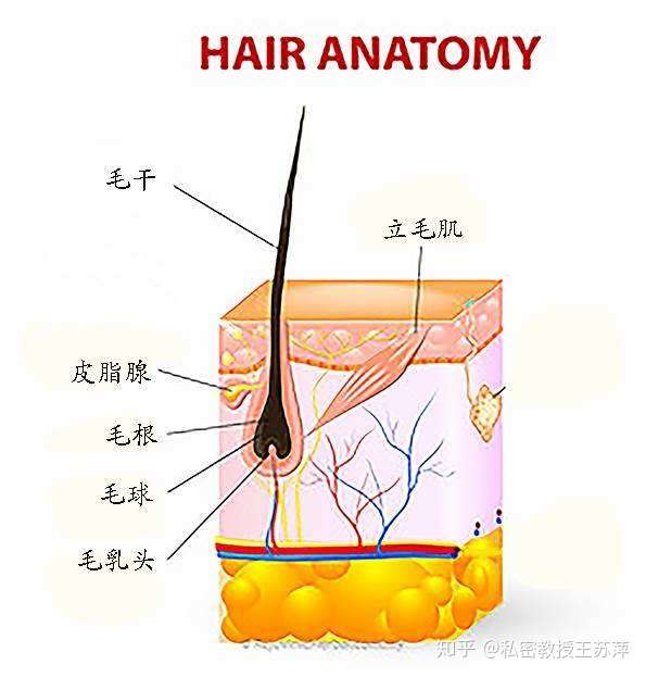 什么是比基尼脱毛 知乎