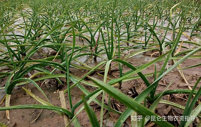 生姜枯萎黄叶喷施什么肥料好 生姜根腐病用什么水溶肥 生姜叶枯叶霉病冲施 根小子 知乎