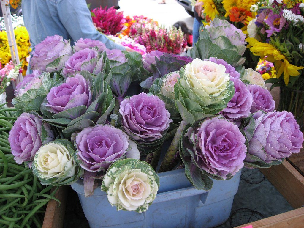 八一八羽衣甘蓝的北美爆红之路 知乎