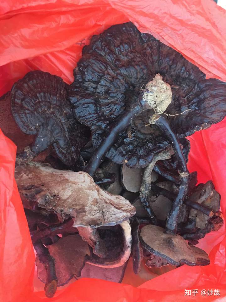 淘宝买的野生赤灵芝,请大家帮忙看看真假?