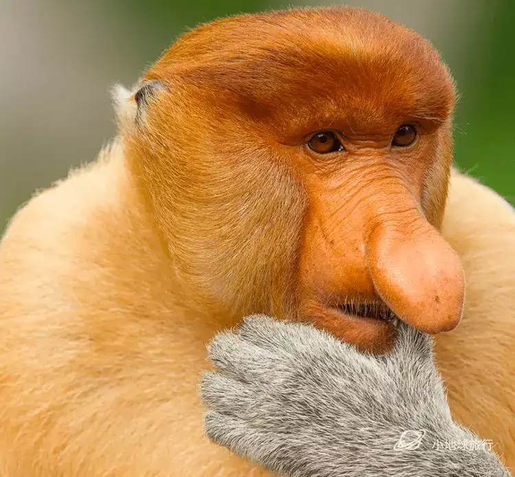 关于长鼻猴的10个有趣事实 博物旅行之马来西亚婆罗洲小众旅行攻略 知乎