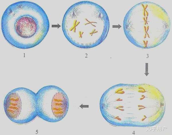 动物细胞有丝过程图图片