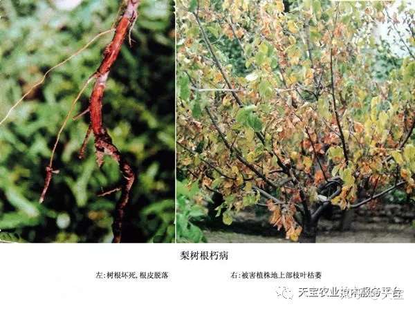 果树这些根部病害极易导致毁园 知乎
